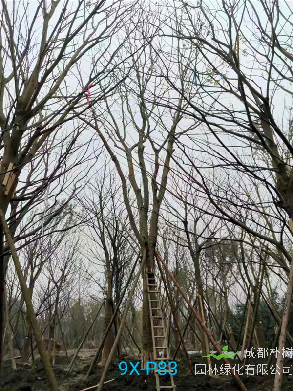 成都46-50公分朴树价格形势？