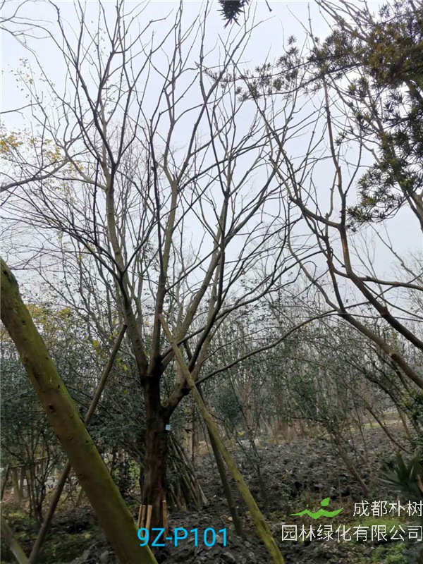 26公分-30公分的朴树价格形势是怎么样的？