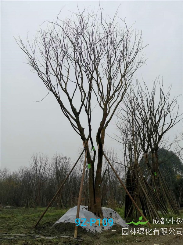 51公分-70公分的朴树树形优美、价格实惠吗？