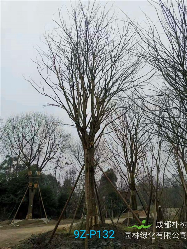 51公分-70公分的朴树树形优美、价格实惠吗？