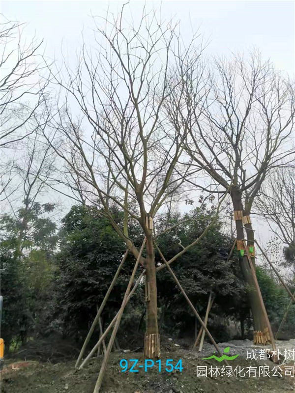 朴树36-40公分价格形势是什么？