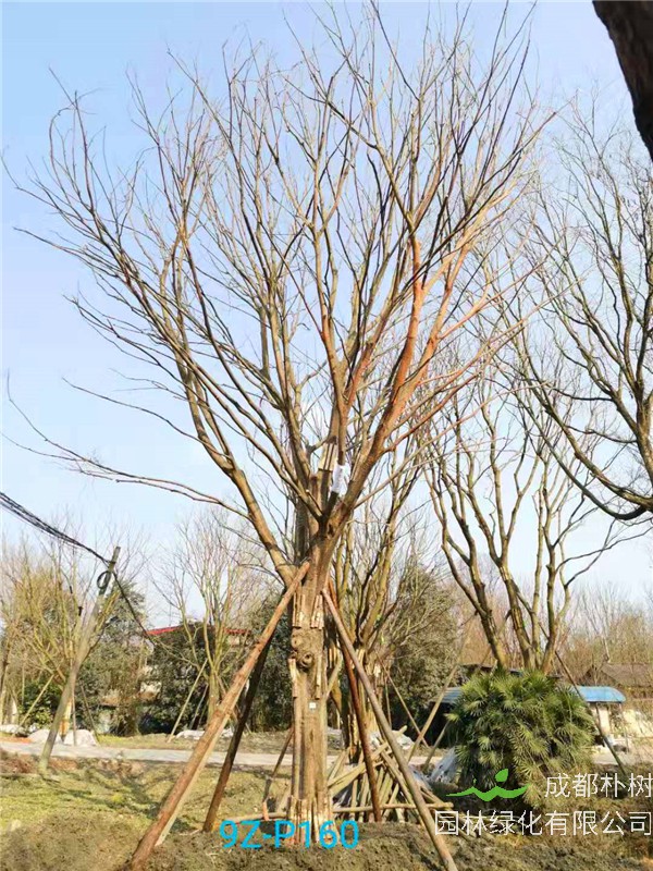 51公分-70公分的朴树树形优美、价格实惠吗？