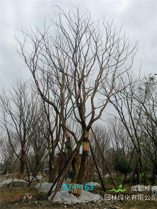 51公分-70公分的朴树树形优美、价格实惠吗？