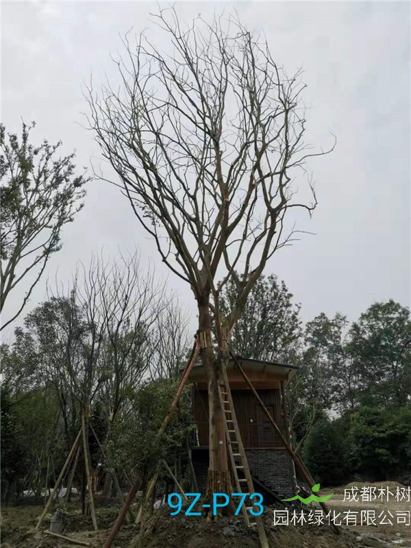 51公分-70公分的朴树树形优美、价格实惠吗？