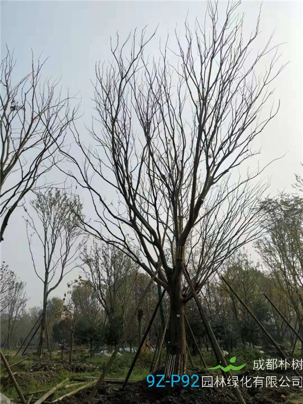 51公分-70公分的朴树树形优美、价格实惠吗？