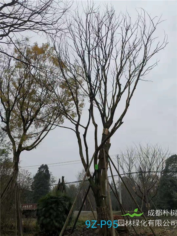 51公分-70公分的朴树树形优美、价格实惠吗？