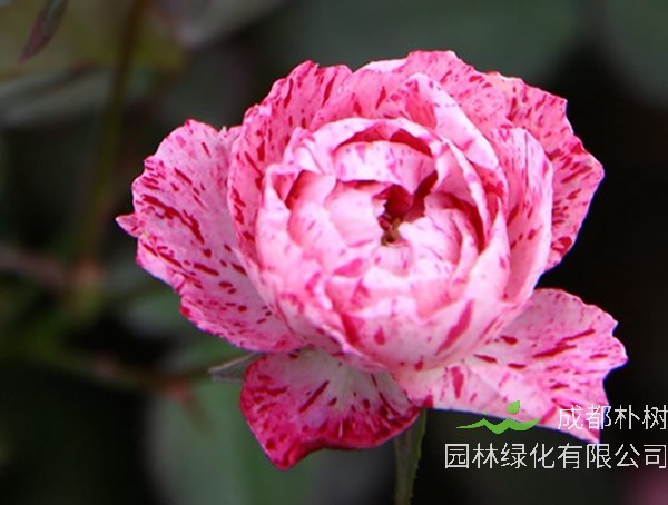 雪花肥牛月季的优缺点有哪些？