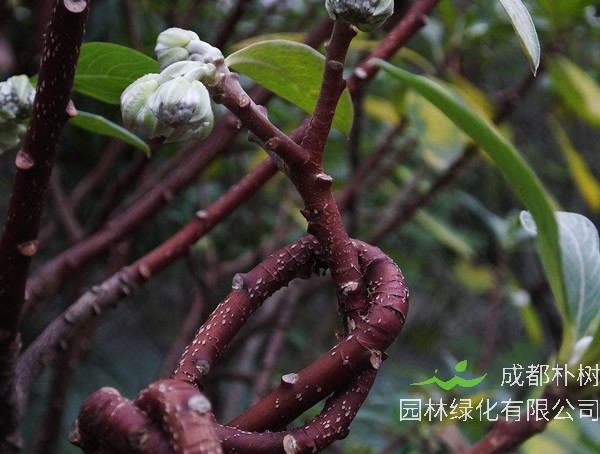 梦花树在养护时可不可以剪枝？