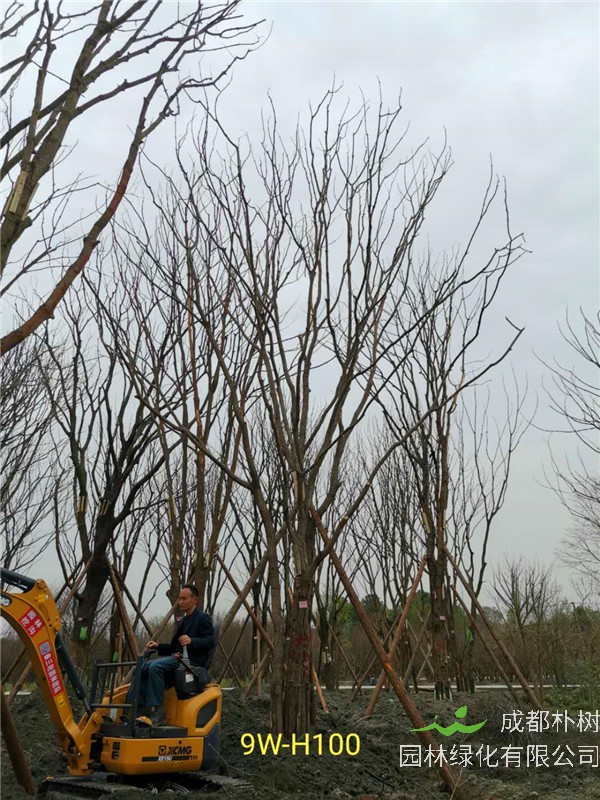 46-50公分丛生黄连木价格-趋势