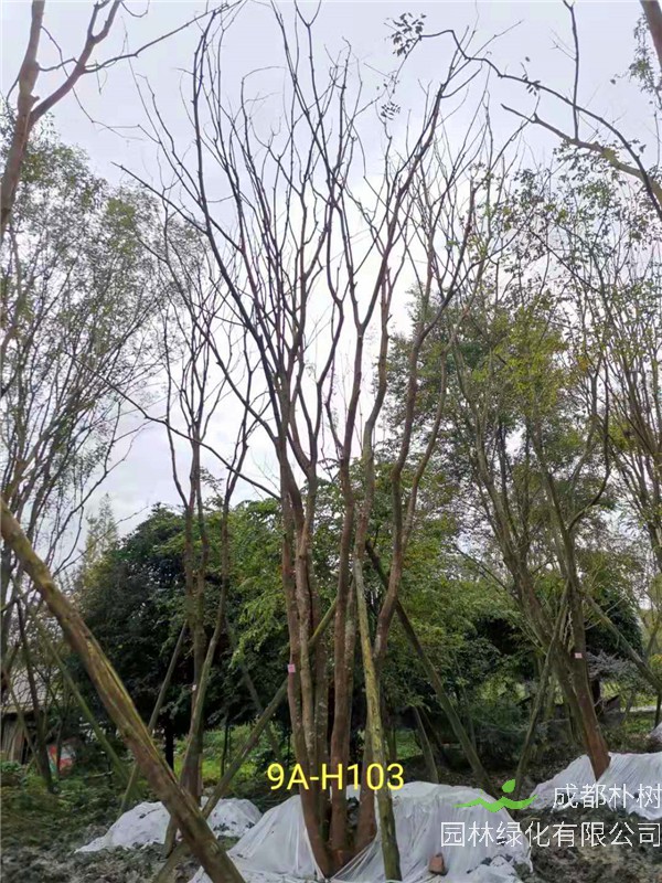 丛生黄连木71-90公分丛生黄连木价格是怎么样的？