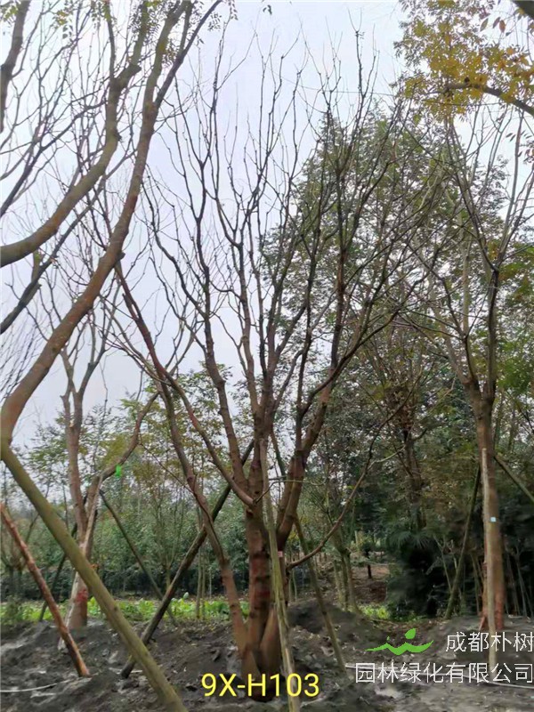 丛生黄连木51-55公分价格形势