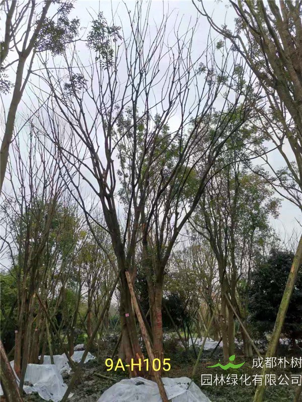 66-70公分丛生黄连木市场价格形势怎么样？