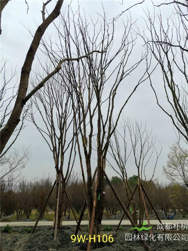 66-70公分丛生黄连木市场价格形势怎么样？