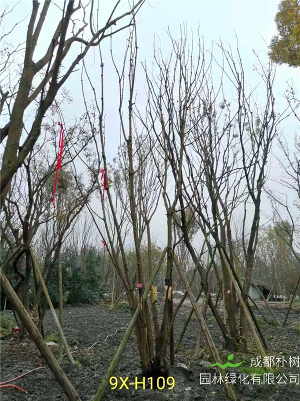 丛生黄连木51-55公分价格形势