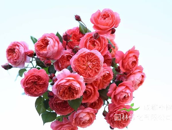 夏日花火月季优缺点有哪些？