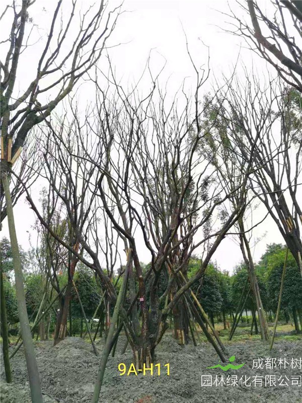 丛生黄连木56-65公分市场价格详情