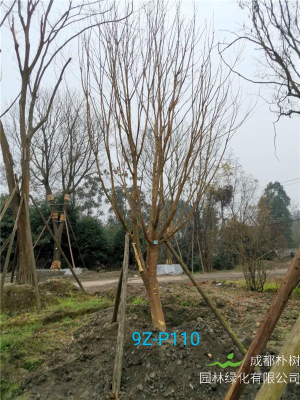 24公分皂角树价格详情