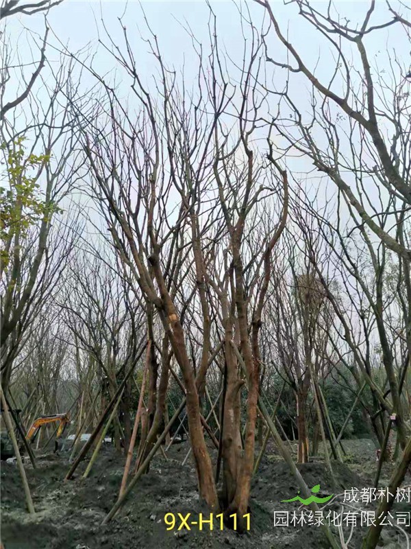 丛生黄连木71-90公分丛生黄连木价格是怎么样的？