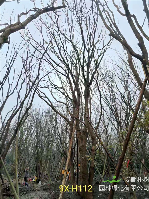 丛生黄连木71-90公分丛生黄连木价格是怎么样的？