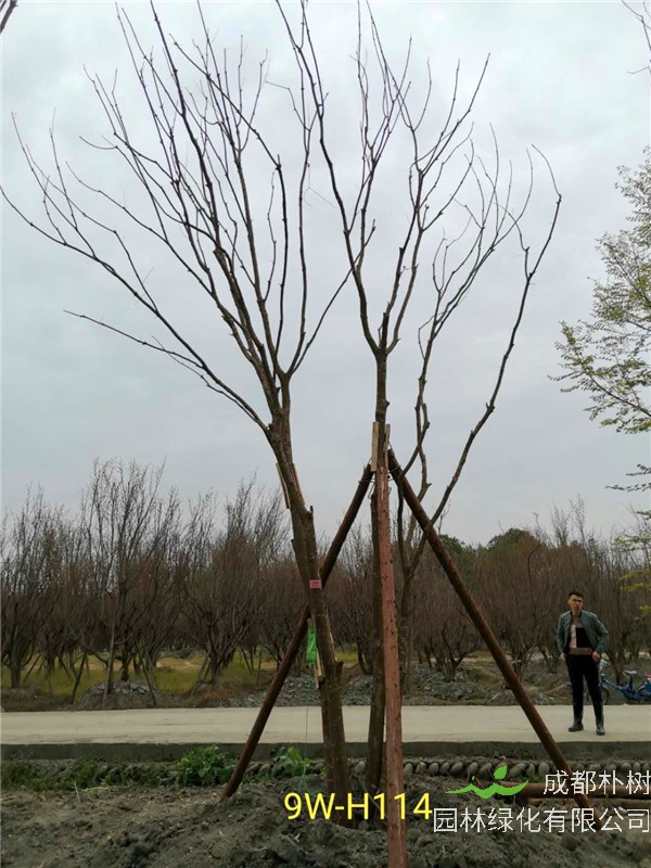 46-50公分丛生黄连木价格-趋势