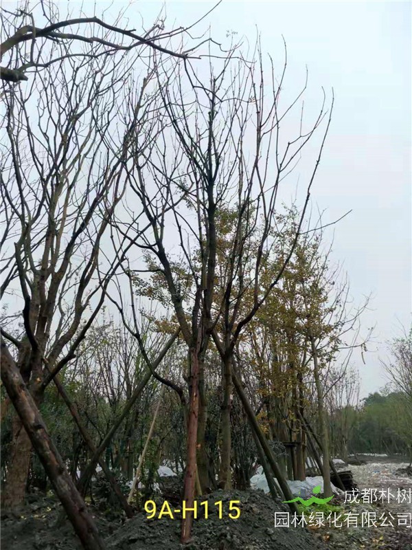 46-50公分丛生黄连木价格-趋势