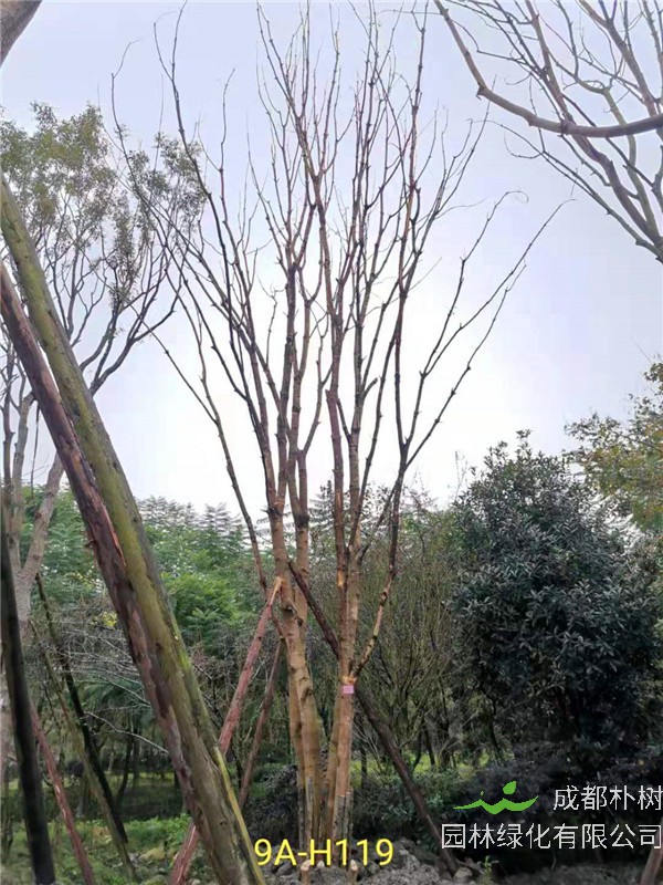 丛生黄连木56-65公分市场价格详情