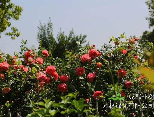 夏日花火月季是藤本植物吗？