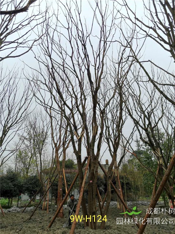 丛生黄连木91-108公分价格2020报价