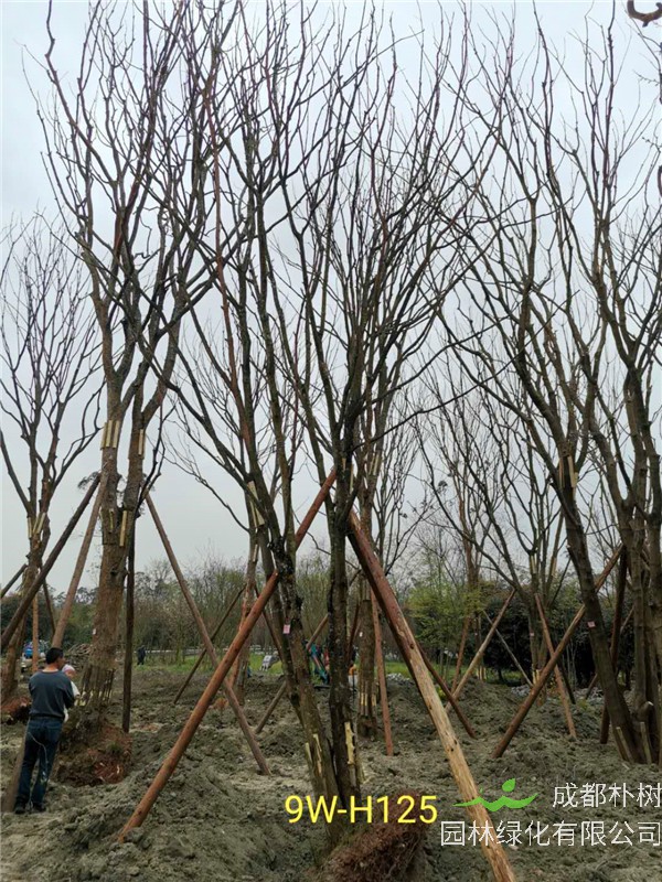 2020年丛生黄连木27-45公分价格详情