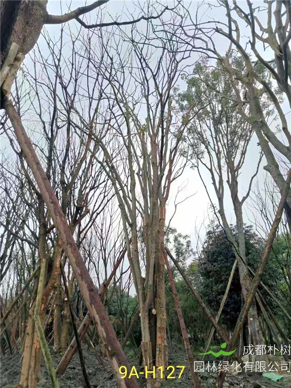 丛生黄连木91-108公分价格2020报价