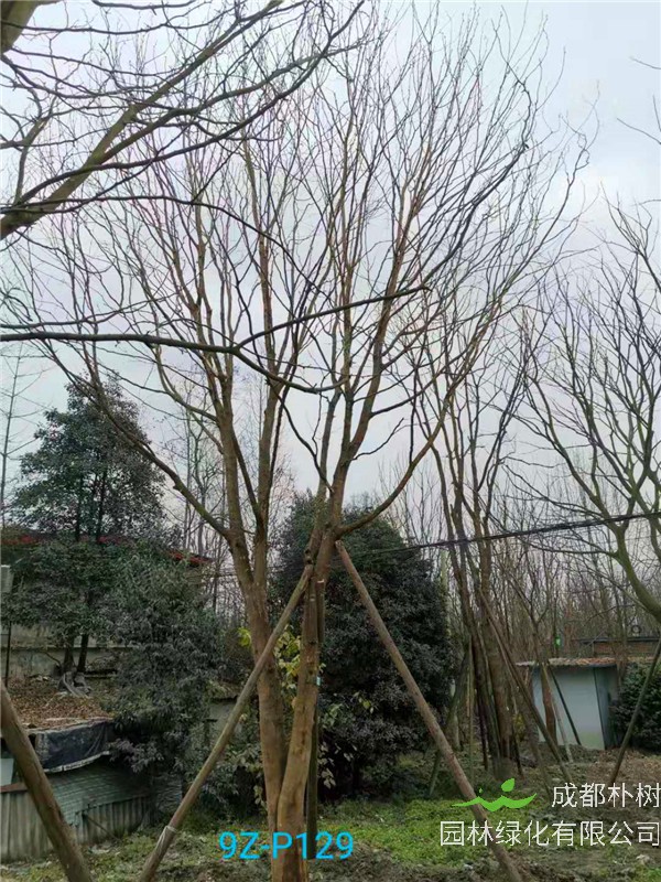 30-33公分皂角树价格形势是怎么样的？