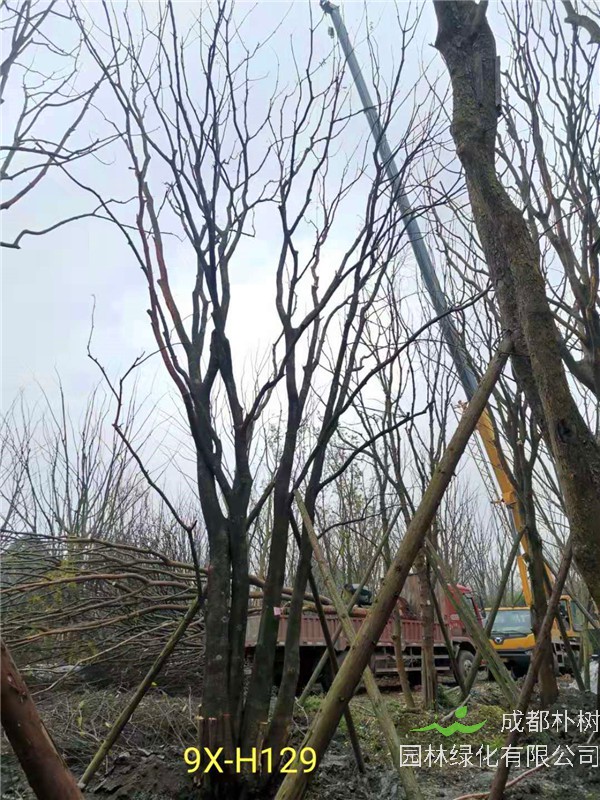 丛生黄连木71-90公分丛生黄连木价格是怎么样的？