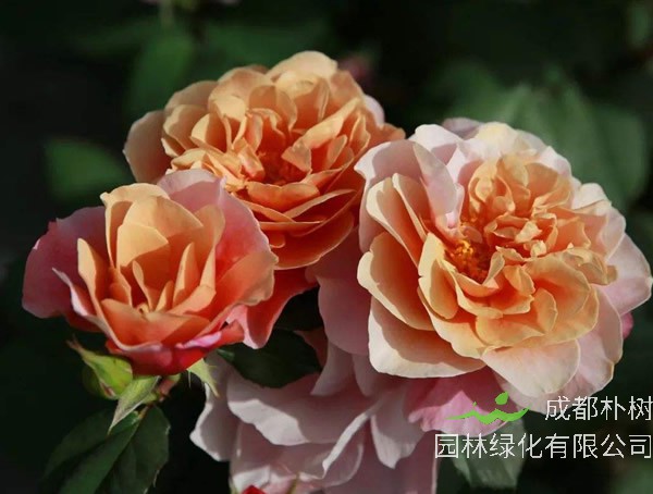 夏日花火月季适合地栽吗？