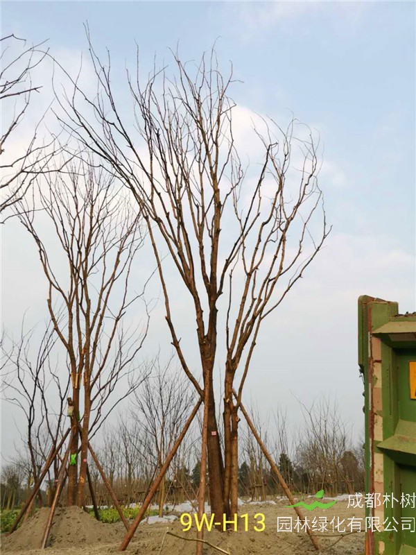 丛生黄连木51-55公分价格形势