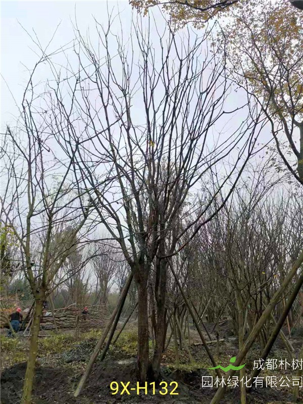 丛生黄连木51-55公分价格形势