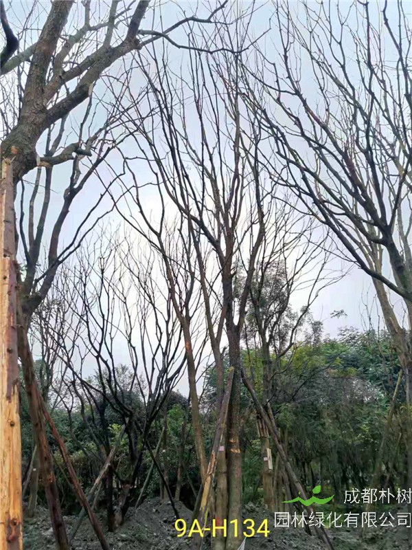 丛生黄连木51-55公分价格形势