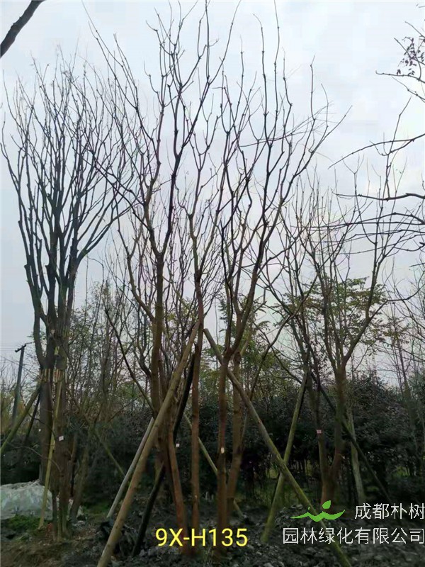 46-50公分丛生黄连木价格-趋势