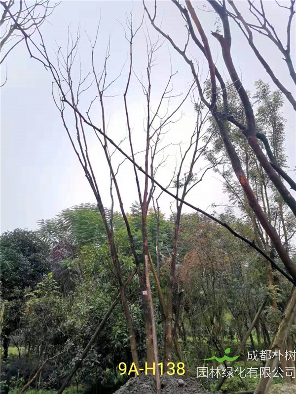 2020年丛生黄连木27-45公分价格详情