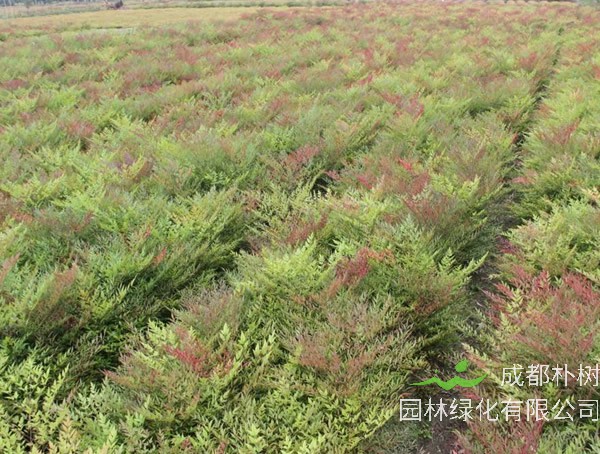 兰天竹和南天竹一样吗？是同一种植物吗？