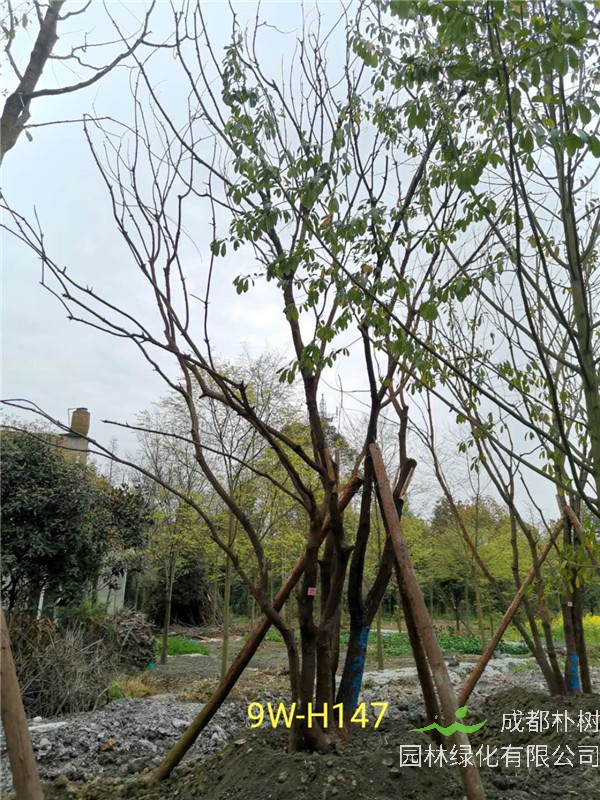 丛生黄连木71-90公分丛生黄连木价格是怎么样的？