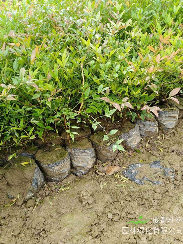 兰天竹种子繁殖技术详细介绍