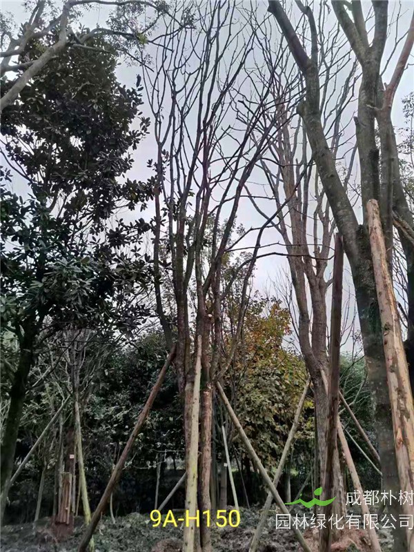 2020年丛生黄连木27-45公分价格详情