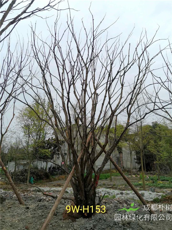 成都市丛生黄连木111-149公分价格形势