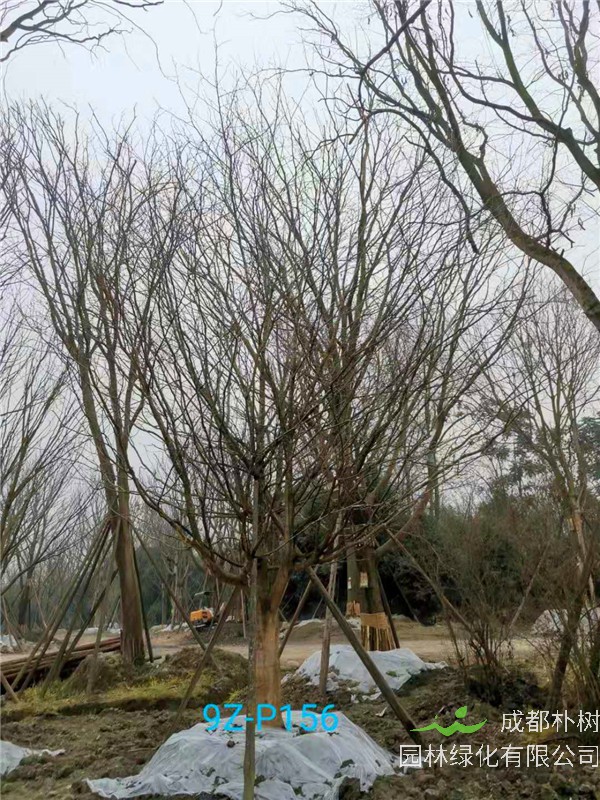 30-33公分皂角树价格形势是怎么样的？