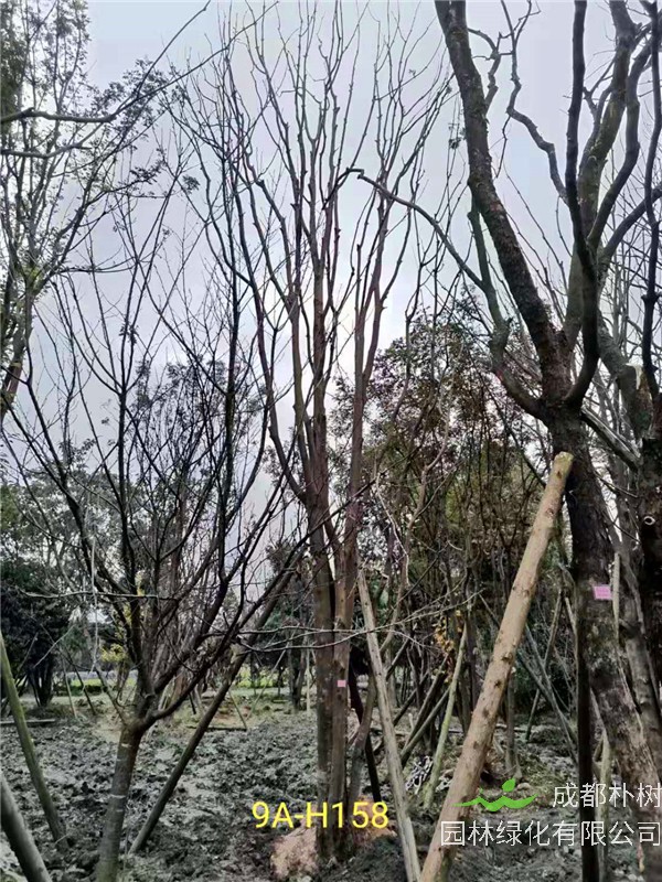 丛生黄连木51-55公分价格形势