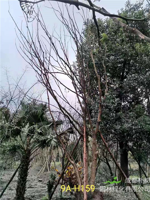 46-50公分丛生黄连木价格-趋势