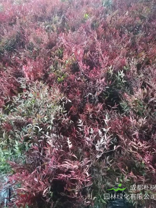 兰天竹什么时候修剪比较好？