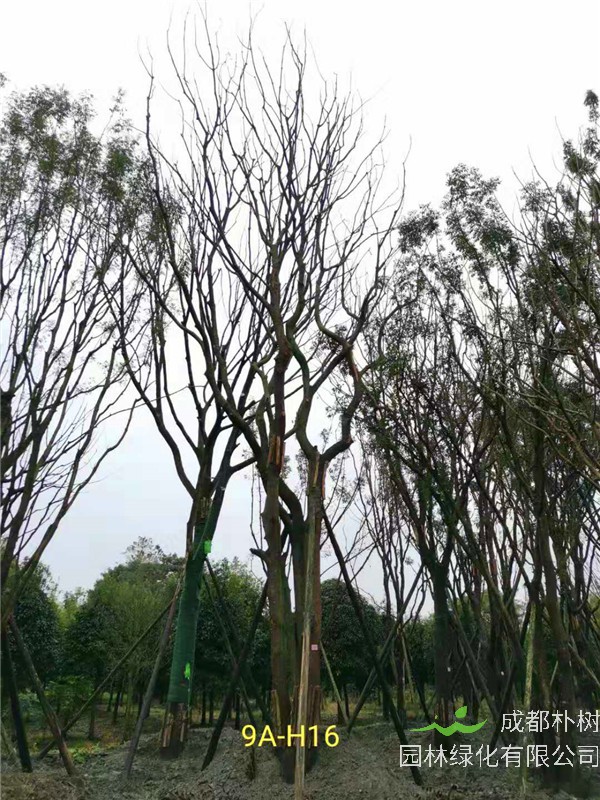 丛生黄连木71-90公分丛生黄连木价格是怎么样的？