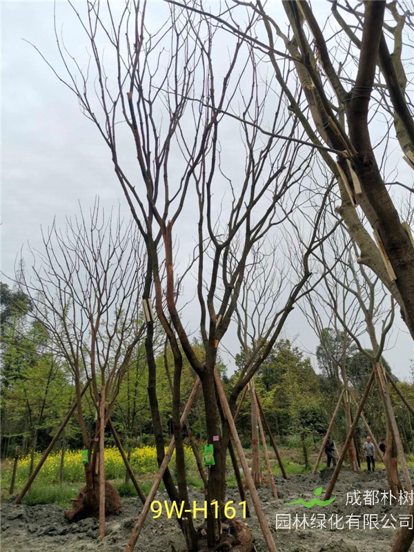 丛生黄连木71-90公分丛生黄连木价格是怎么样的？