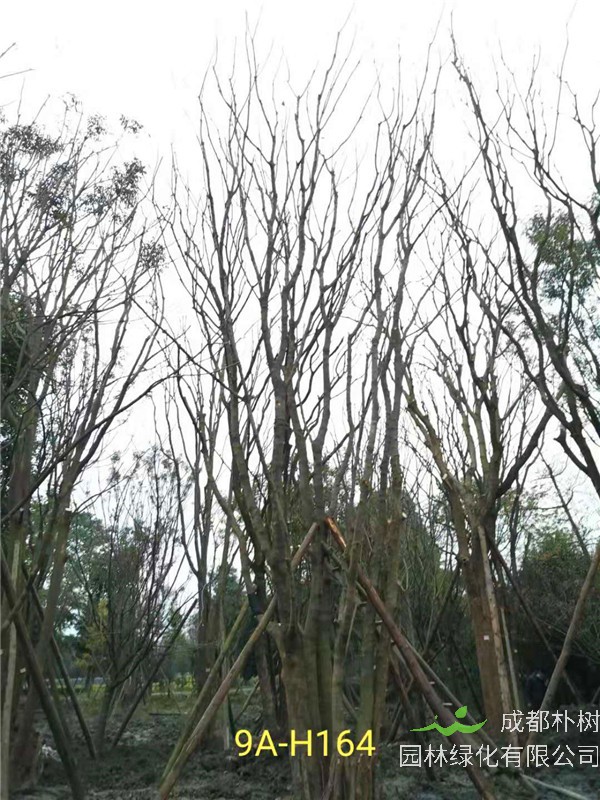 丛生黄连木91-108公分价格2020报价